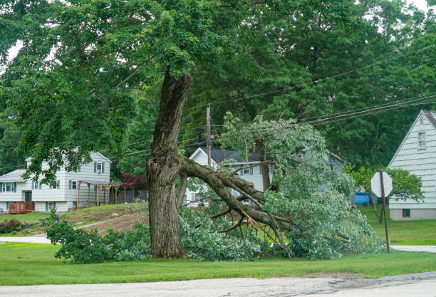 Wright, WY Tree Care Services Company